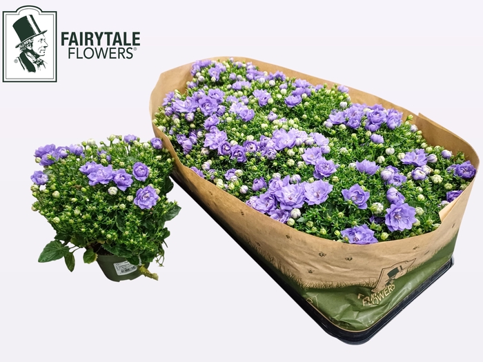 <h4>CAMP BLUE LIKE MEE</h4>