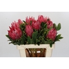 Protea Cynaroides Madiba