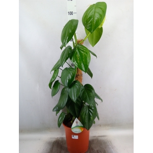Syngonium   ...