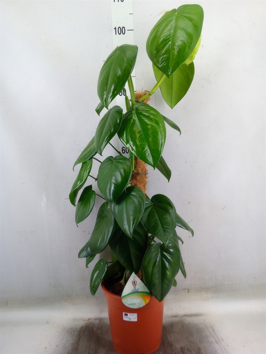 <h4>Syngonium   ...</h4>