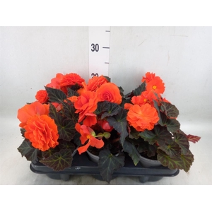 Begonia
