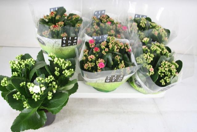 <h4>KAL GE GEM 4 KL</h4>