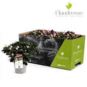 Azalea Flandresse® 'Sweet Pastello' 22 - 25 cm