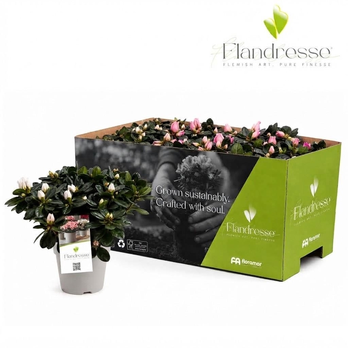 <h4>Azalea Flandresse® 'Sweet Pastello' 22 - 25 cm</h4>