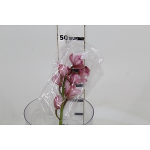 CYMBIDIUM HT MIN 5 FLS ROSA CLARO