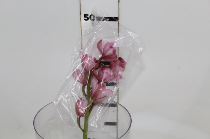 <h4>CYMBIDIUM HT MIN 5 FLS ROSA CLARO</h4>