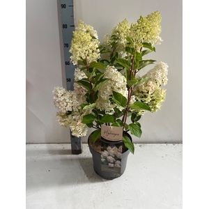HYDR PANICULATA