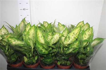 <h4>Dieff Compacta</h4>