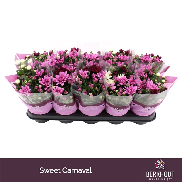 <h4>Chrysanthenum Indicum Carnaval Sweet</h4>