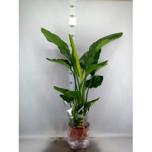 Strelitzia nicolai