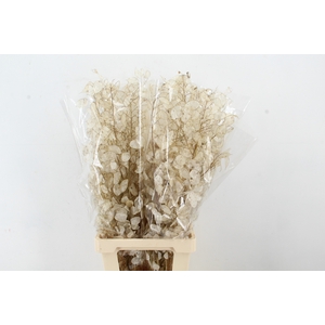 DF LUNARIA SILVERLEAF
