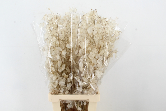 <h4>DF LUNARIA SILVERLEAF</h4>