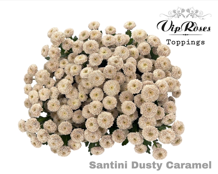 <h4>Chr Sant Paint Dusty Caramel</h4>