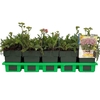 Achillea