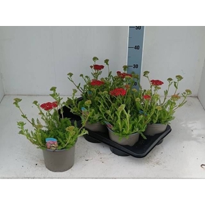 ACHI MILLEFOLIUM