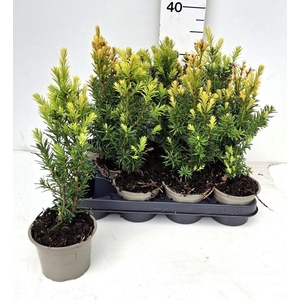 TAXUS M HICKSII