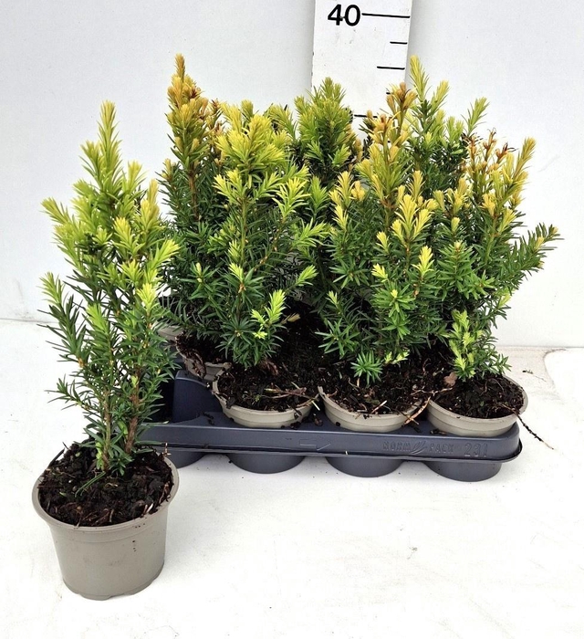 <h4>TAXUS M HICKSII</h4>