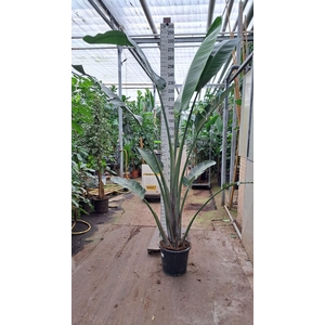 Strelitzia nicolai
