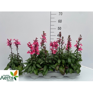 LOBE SPECIOSA