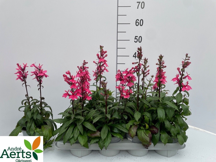 <h4>LOBE SPECIOSA</h4>