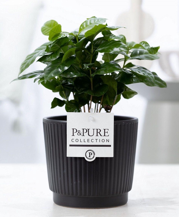 <h4>Coffea Arabica in P&PURE Liv ceramics matt black</h4>