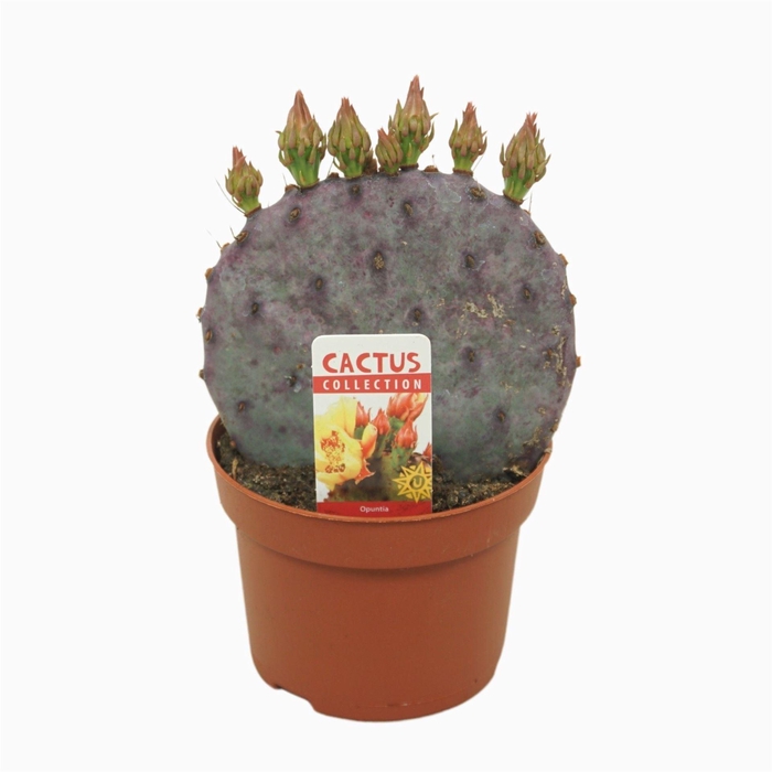 <h4>Opuntia azurea</h4>