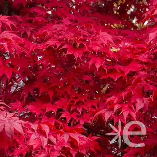 <h4>Acer palmatum</h4>