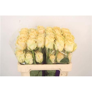 R Gr Ec Cream Carpe Diem