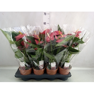 Anthurium andr. 'Easy Red'