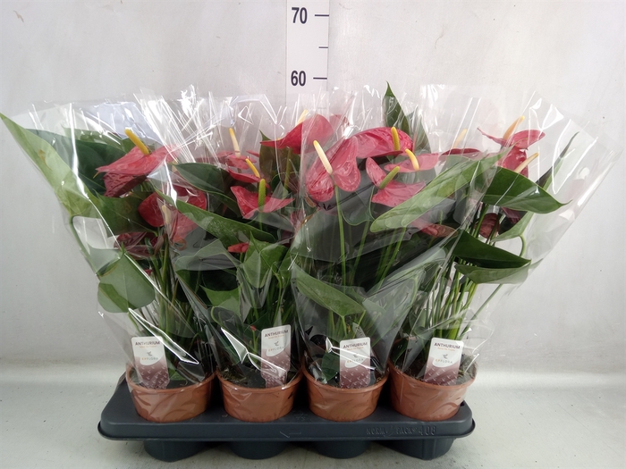 <h4>Anthurium andr. 'Easy Red'</h4>