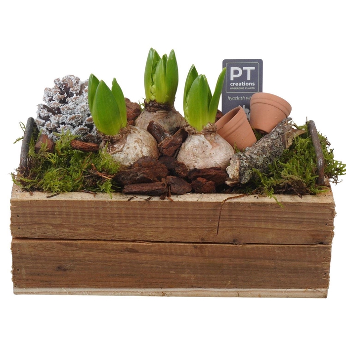 <h4>Arr.  Hyacinthus L%</h4>