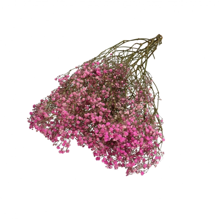 <h4>Droogbloem Gyps 70cm 50g</h4>