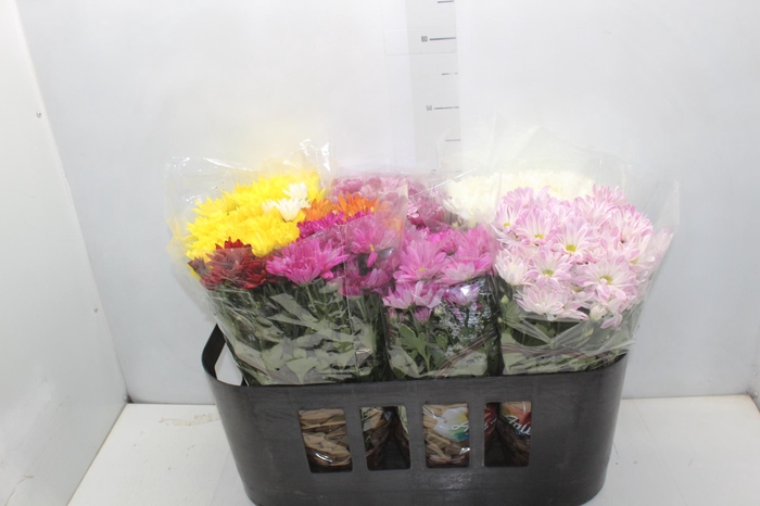 <h4>CRISANTEMO P15</h4>