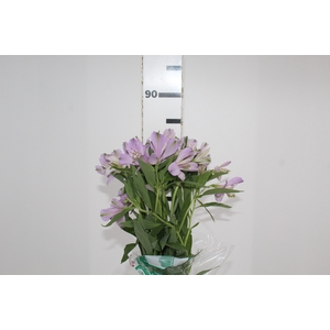 ALSTROEMERIA PLATINA 080 CM