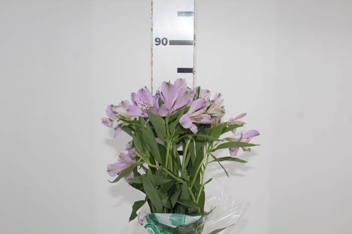 <h4>ALSTROEMERIA PLATINA 080 CM</h4>