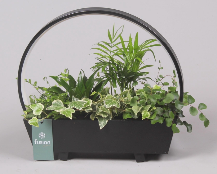 <h4>Lamp LED boog hout met Arrangement</h4>