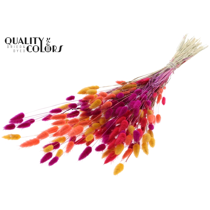 <h4>Lagurus per bunch Colourful 10</h4>