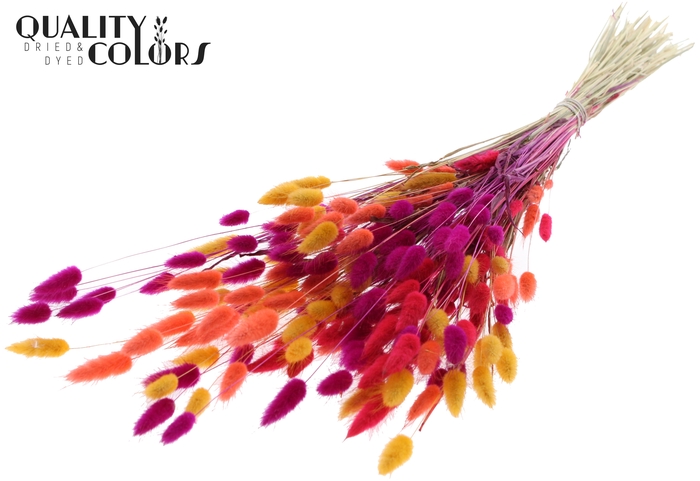 <h4>Lagurus per bunch Colourful 10</h4>