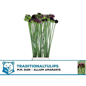 Allium Ov