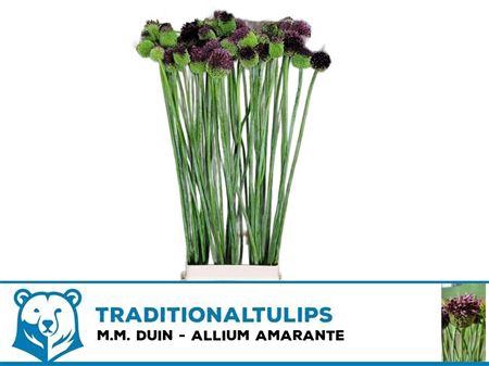 <h4>Allium Ov</h4>