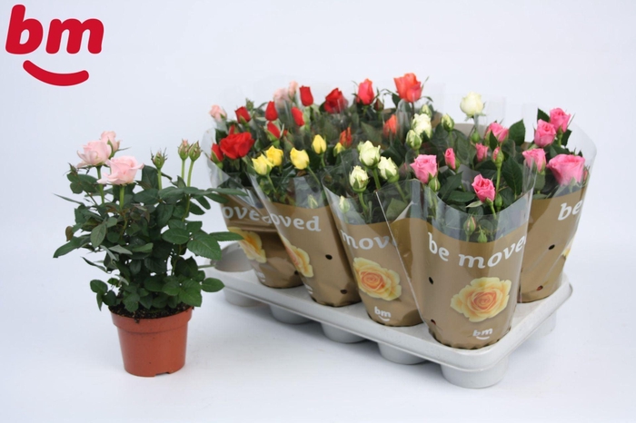 <h4>Rosa Beau Monde gemengd</h4>