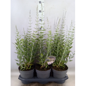 Perovskia atriplic. 'Blue Spire'