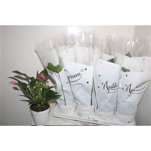 Anthu Lilli Purple 4+