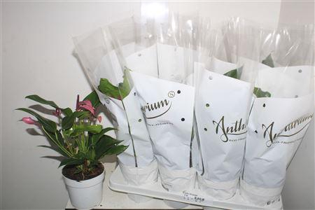 <h4>Anthu Lilli Purple 4+</h4>