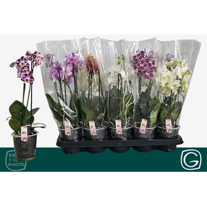 PHAL MF GEM 4 KL