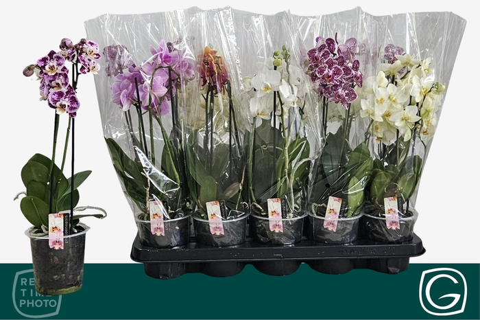 <h4>PHAL MF GEM 4 KL</h4>