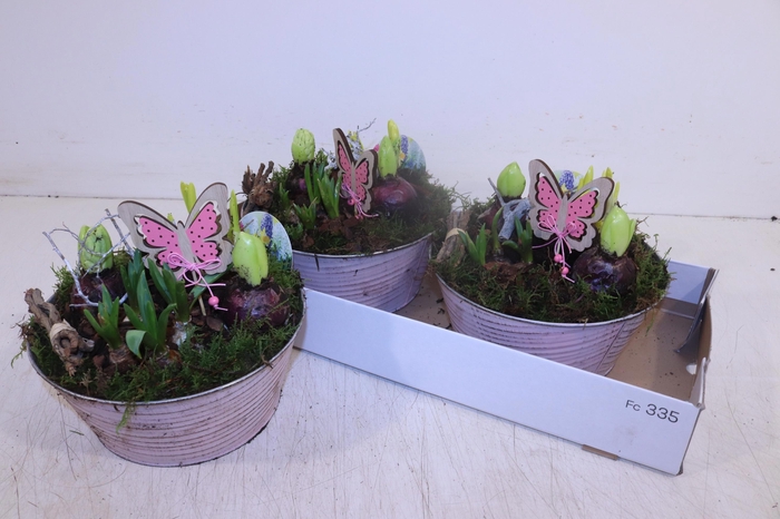 <h4>ARR BOL KNOLGEWAS</h4>