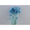 Dried Phalaris X5 Frosted Licht Blauw Bunch