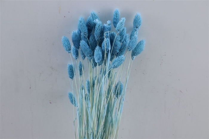Dried Phalaris X5 Frosted Licht Blauw Bunch
