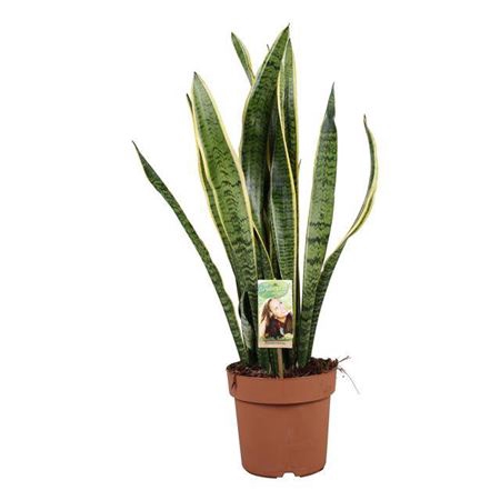 <h4>Sansevieria Laurentii</h4>